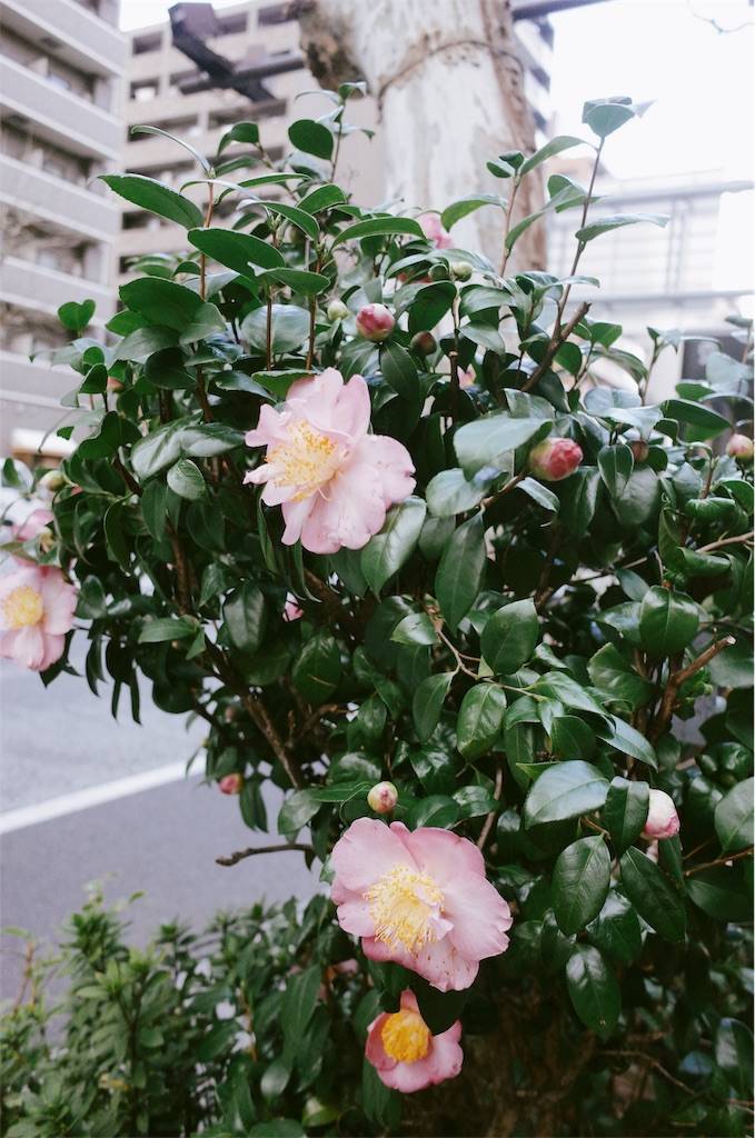 f:id:sweeteatime:20200227140528j:plain f:id:sweeteatime:20200227140528j:plain