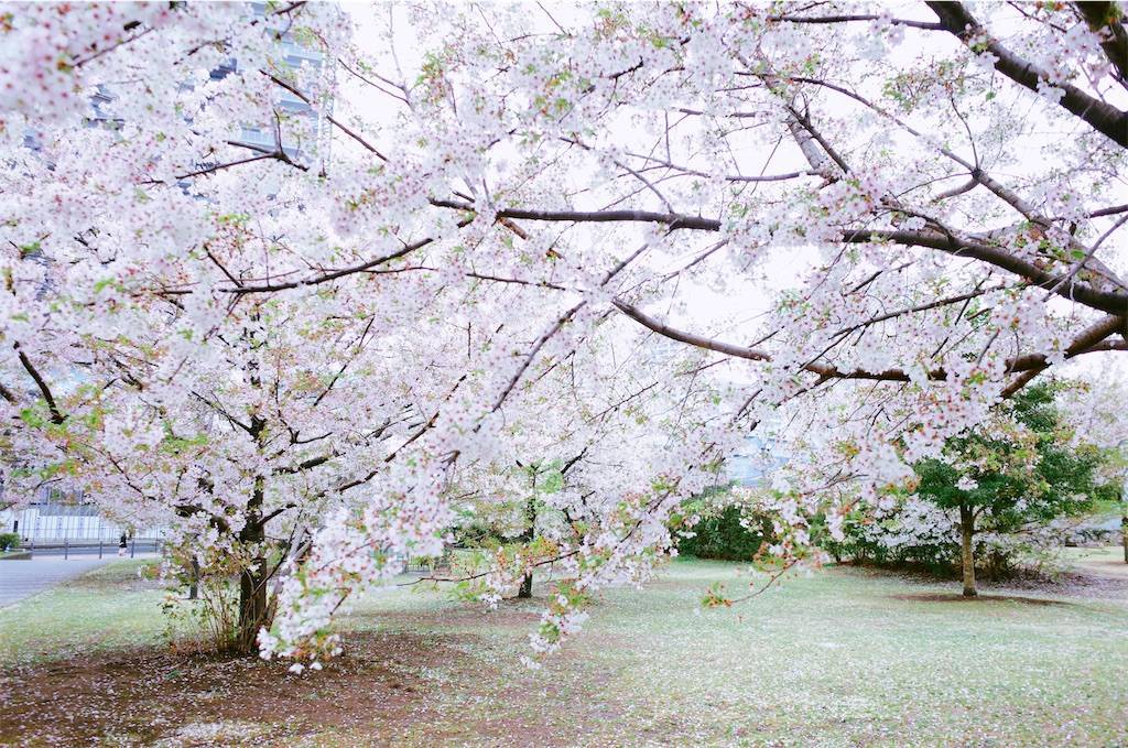 f:id:sweeteatime:20210402004033j:plain