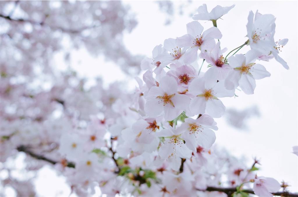 f:id:sweeteatime:20210402004040j:plain