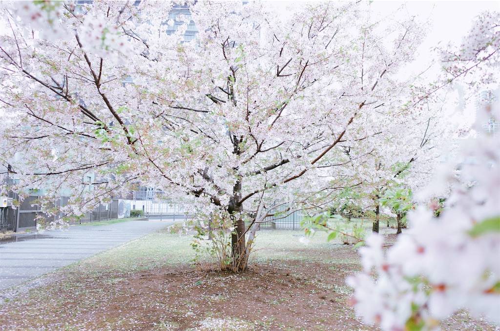 f:id:sweeteatime:20210402004123j:plain