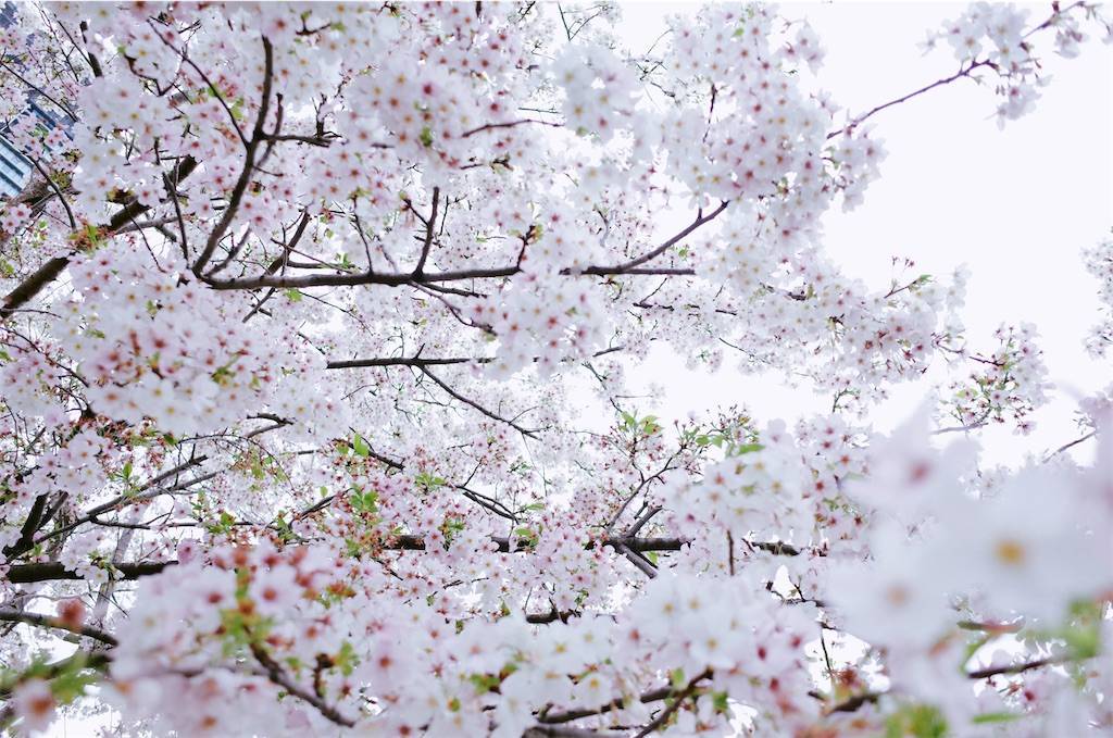 f:id:sweeteatime:20210402004138j:plain