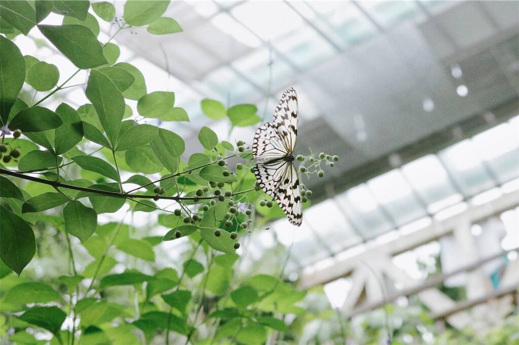 昆虫と花とイチゴ ヴィンテージ ステンドグラス 蜻蛉 ミツバチ 蝶々 昆虫と花とイチゴ ヴィンテージ ステンドグラス 蜻蛉 ミツバチ 蝶々