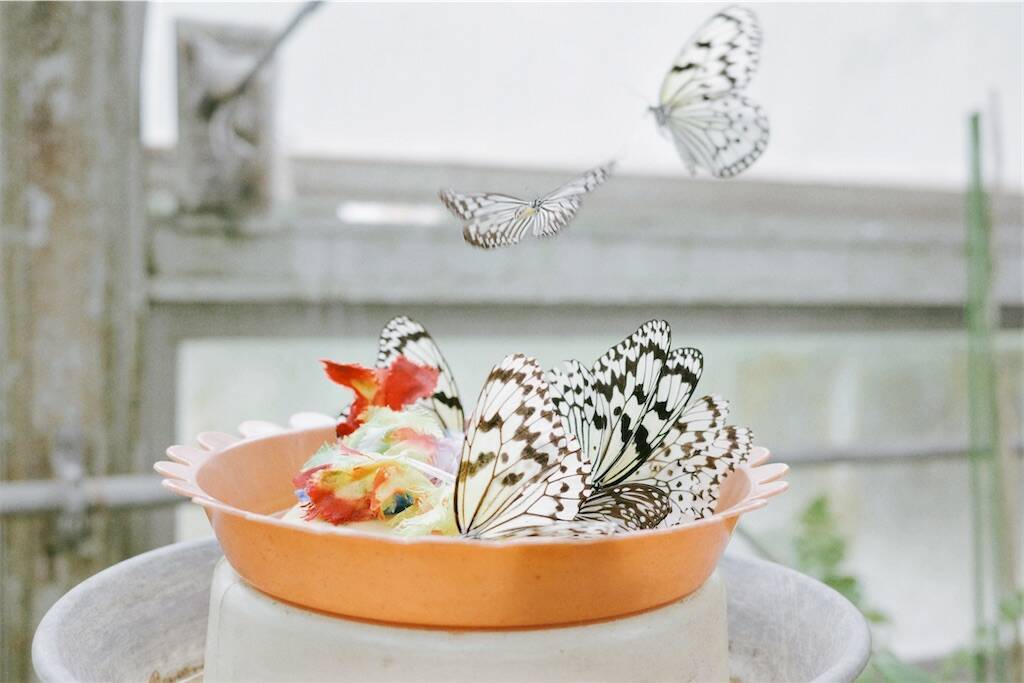 蝶々が飛び交う楽園に行った話/ 足立区生物園とおしゃれデニーズ日記