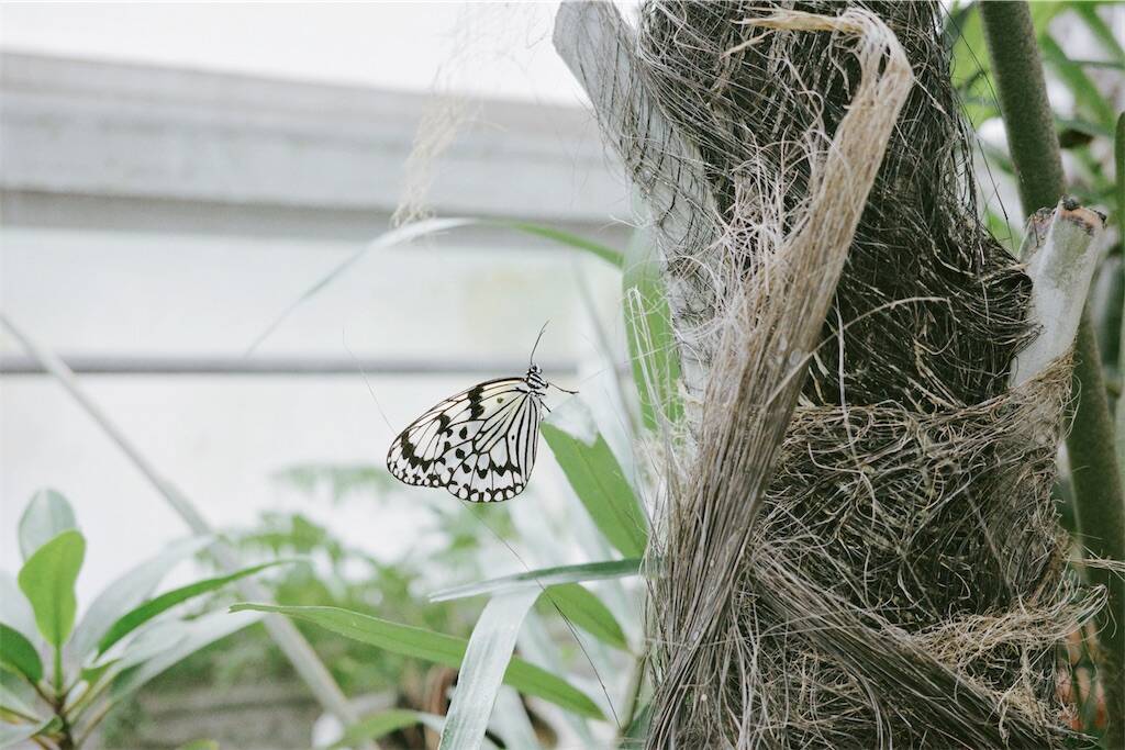 蝶々が飛び交う楽園に行った話/ 足立区生物園とおしゃれデニーズ日記