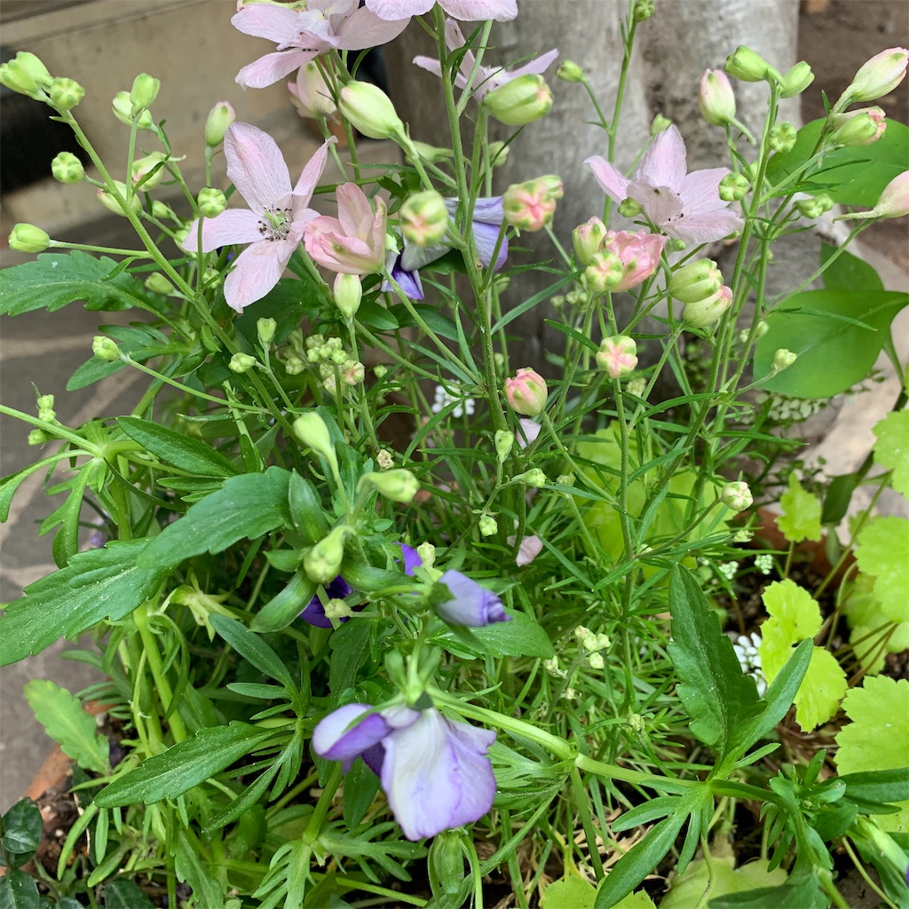 f:id:sweetmariarose:20190608220344j:image f:id:sweetmariarose:20190608220344j:image