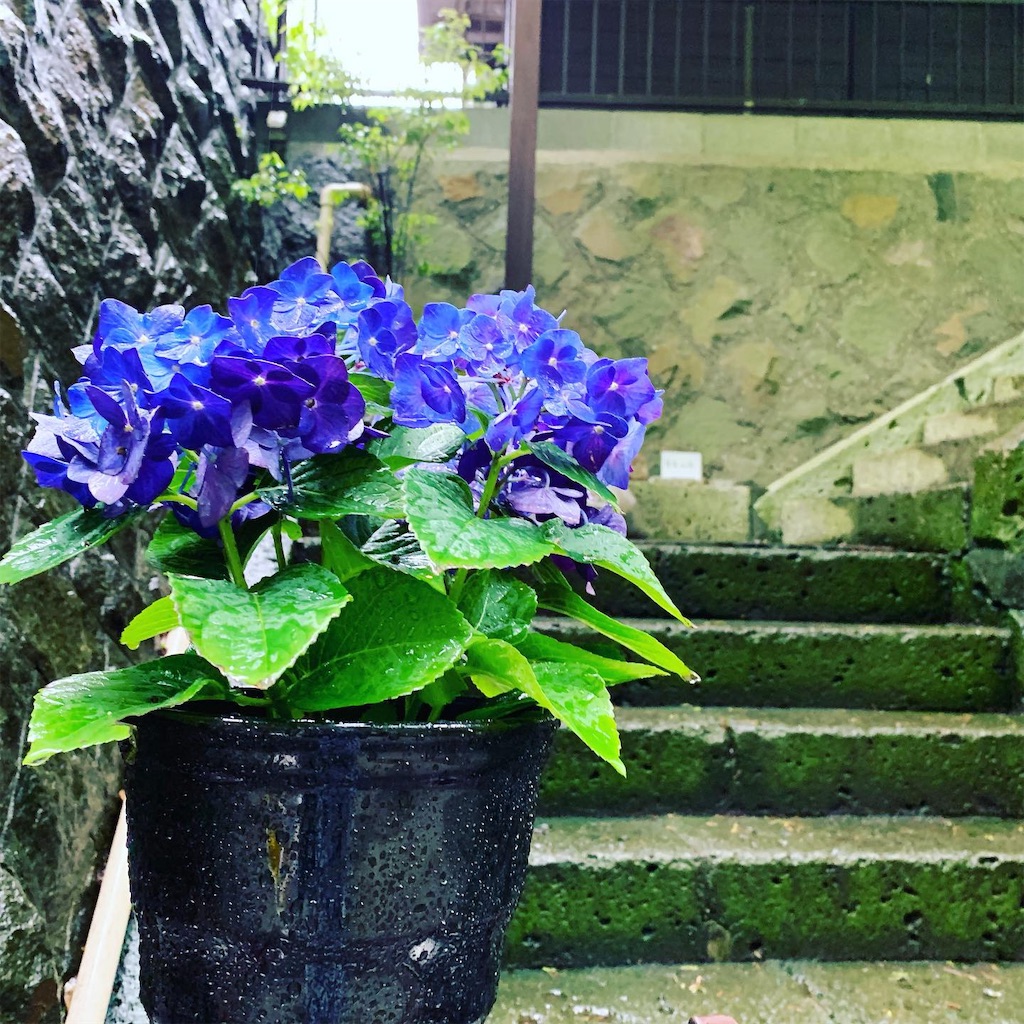 f:id:sweetmariarose:20190624161658j:image f:id:sweetmariarose:20190624161658j:image