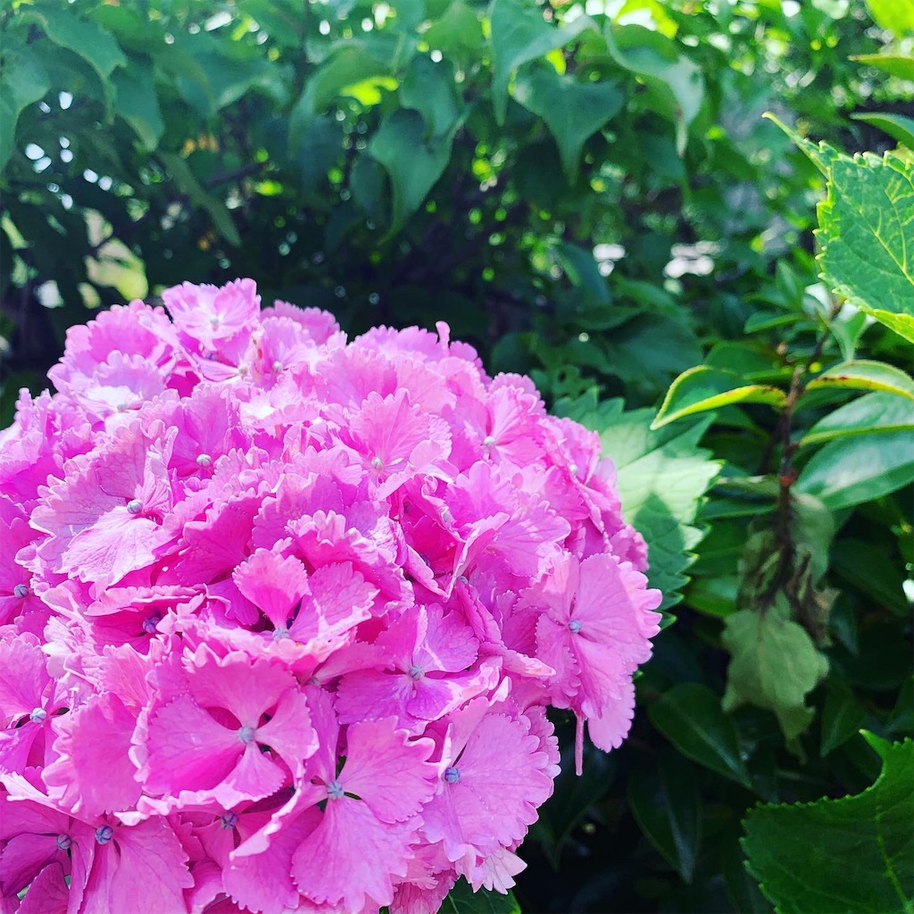 f:id:sweetmariarose:20190624161701j:image f:id:sweetmariarose:20190624161701j:image