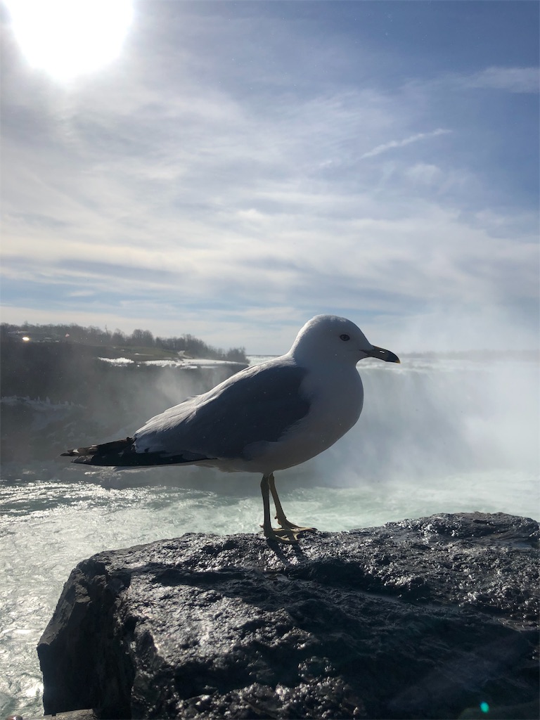 f:id:sweetpotaton:20190422042533j:image f:id:sweetpotaton:20190422042533j:image