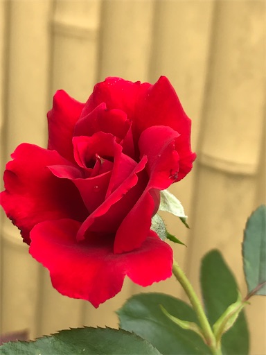 f:id:sweetviolet-lailac-love33:20200712101713j:plain f:id:sweetviolet-lailac-love33:20200712101713j:plain