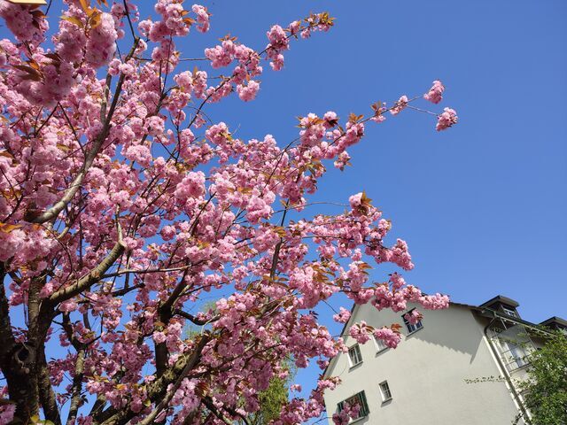 スイスの八重桜