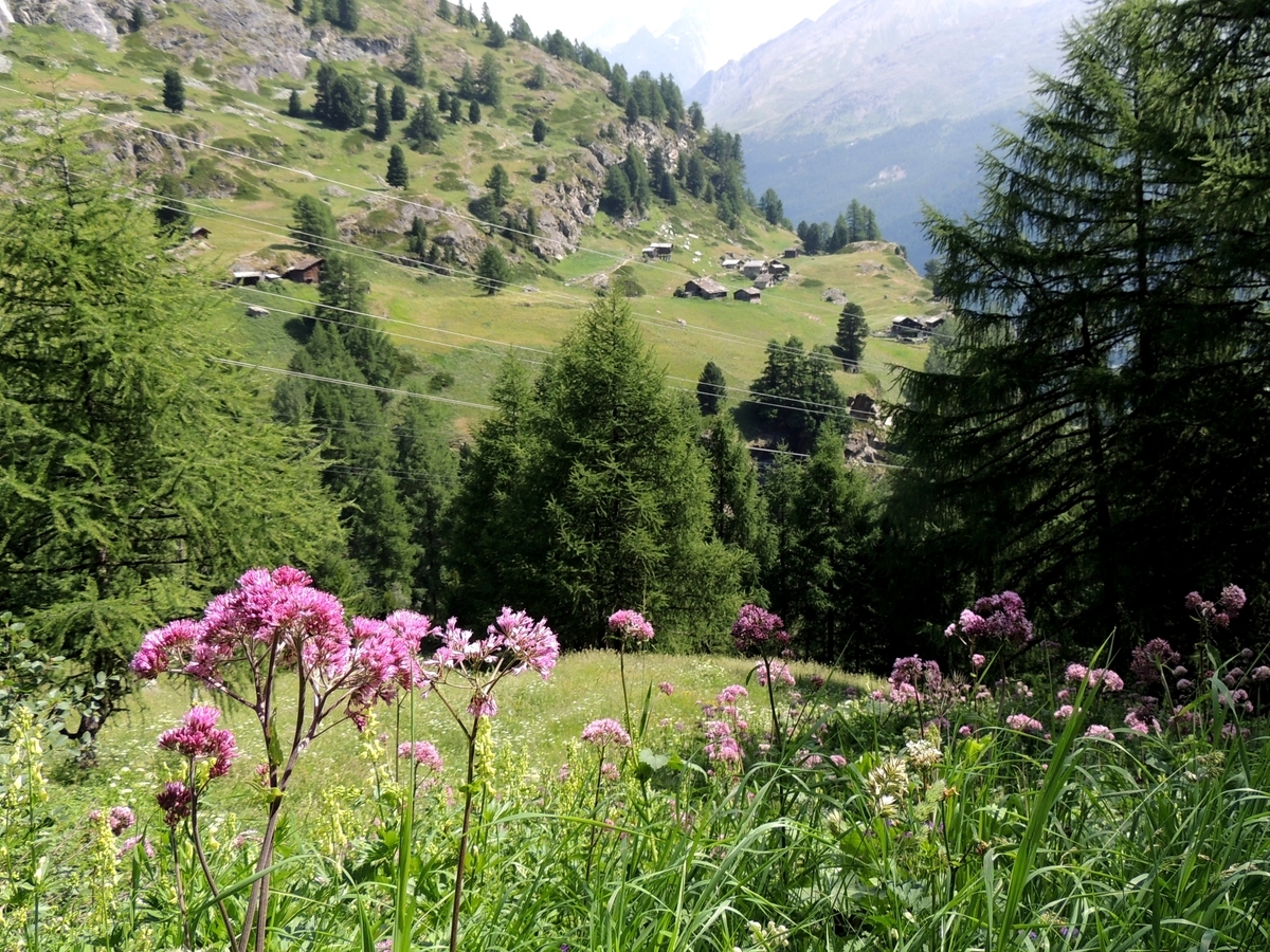 f:id:swiss_suki:20210411143355j:plain