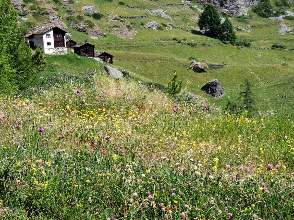 f:id:swiss_suki:20210411143451j:plain
