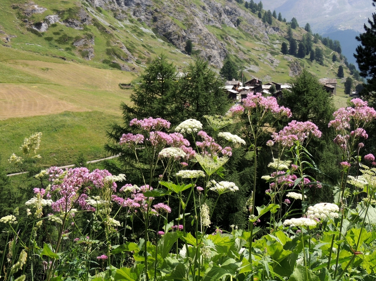 f:id:swiss_suki:20210411143615j:plain