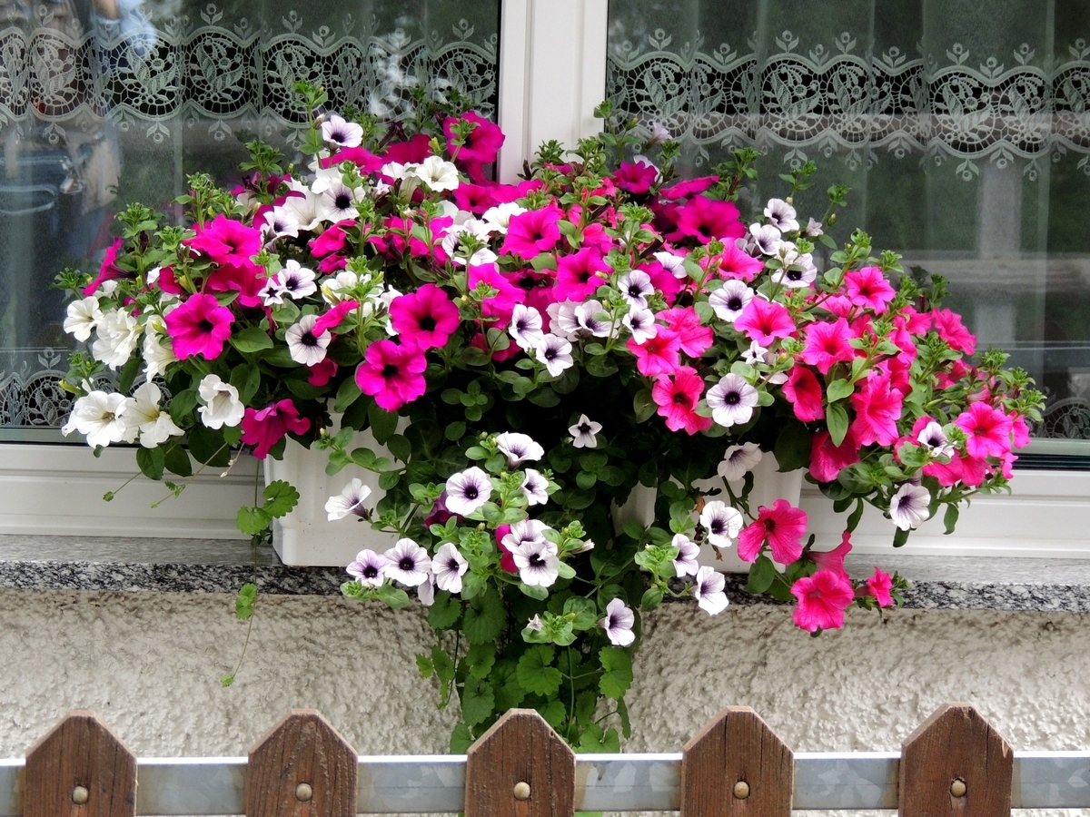 f:id:swiss_suki:20210928162553j:plain