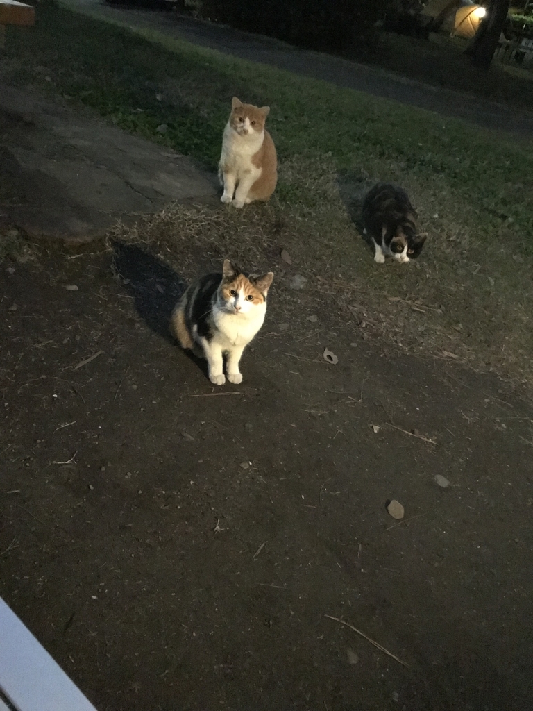 f:id:swissmiss:20181203210849j:plain