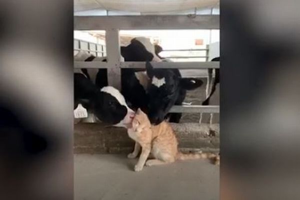 f:id:switch-news:20200626082147j:plain
