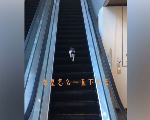 f:id:switch-news:20201103074914j:plain