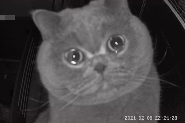 f:id:switch-news:20210223083030j:plain