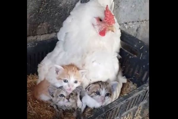 鶏小屋から猫の声 雌鶏が羽の下で子猫を育てていた 動画 Switch News 鶏小屋から猫の声 雌鶏が羽の下で子猫を育てていた 動画 Switch News