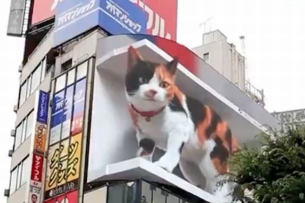 新宿に出現する巨大3d猫が 海外でも話題に Switch News 新宿に出現する巨大3d猫が 海外でも話題に Switch News
