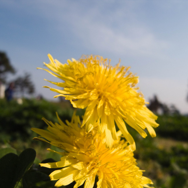 f:id:switchboard:20090412154745j:image f:id:switchboard:20090412154745j:image