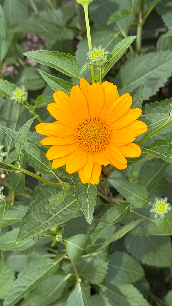f:id:swnm8:20260710114104j:image