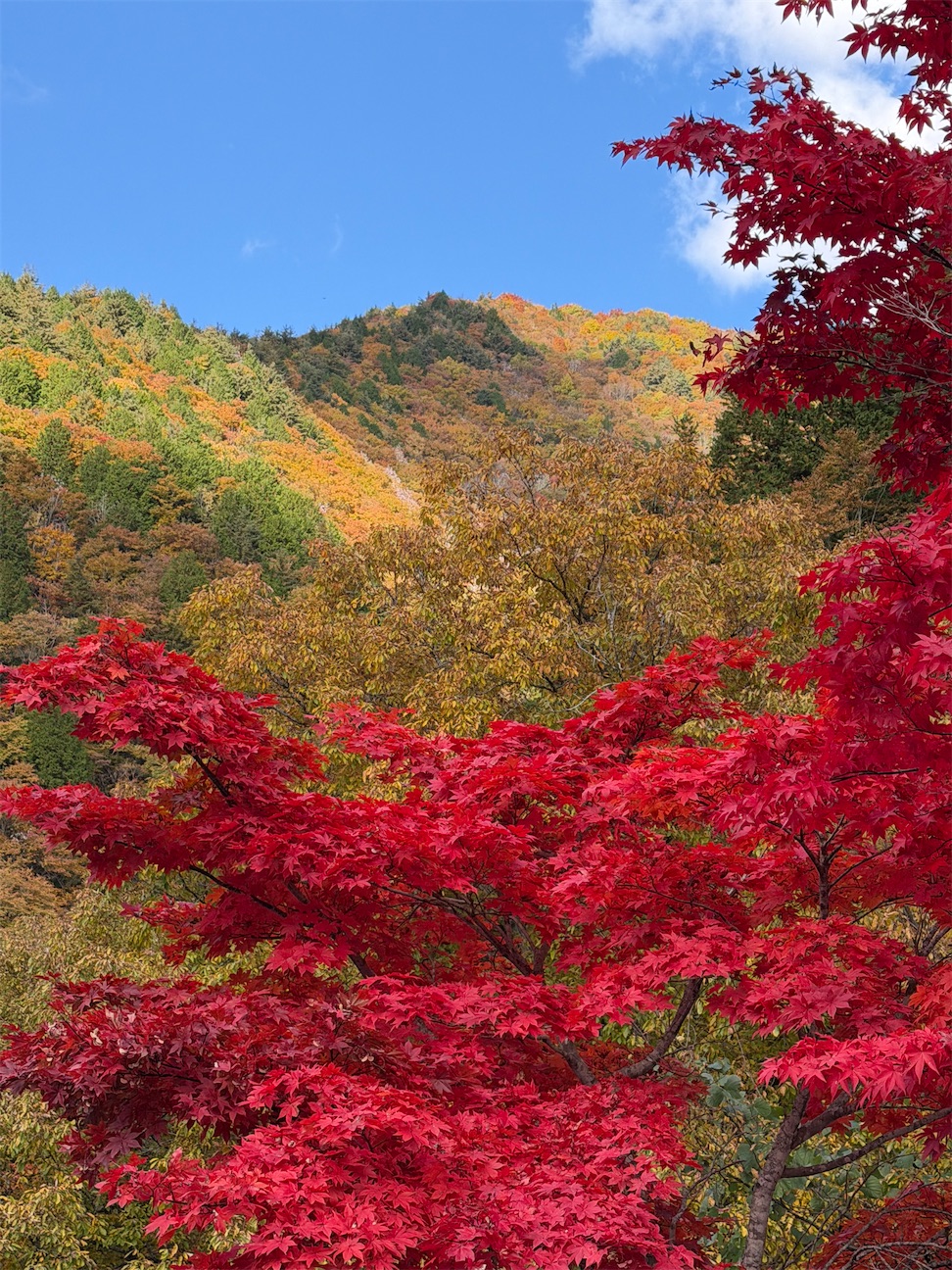 f:id:swnm8:20261004163718j:image f:id:swnm8:20261004163718j:image