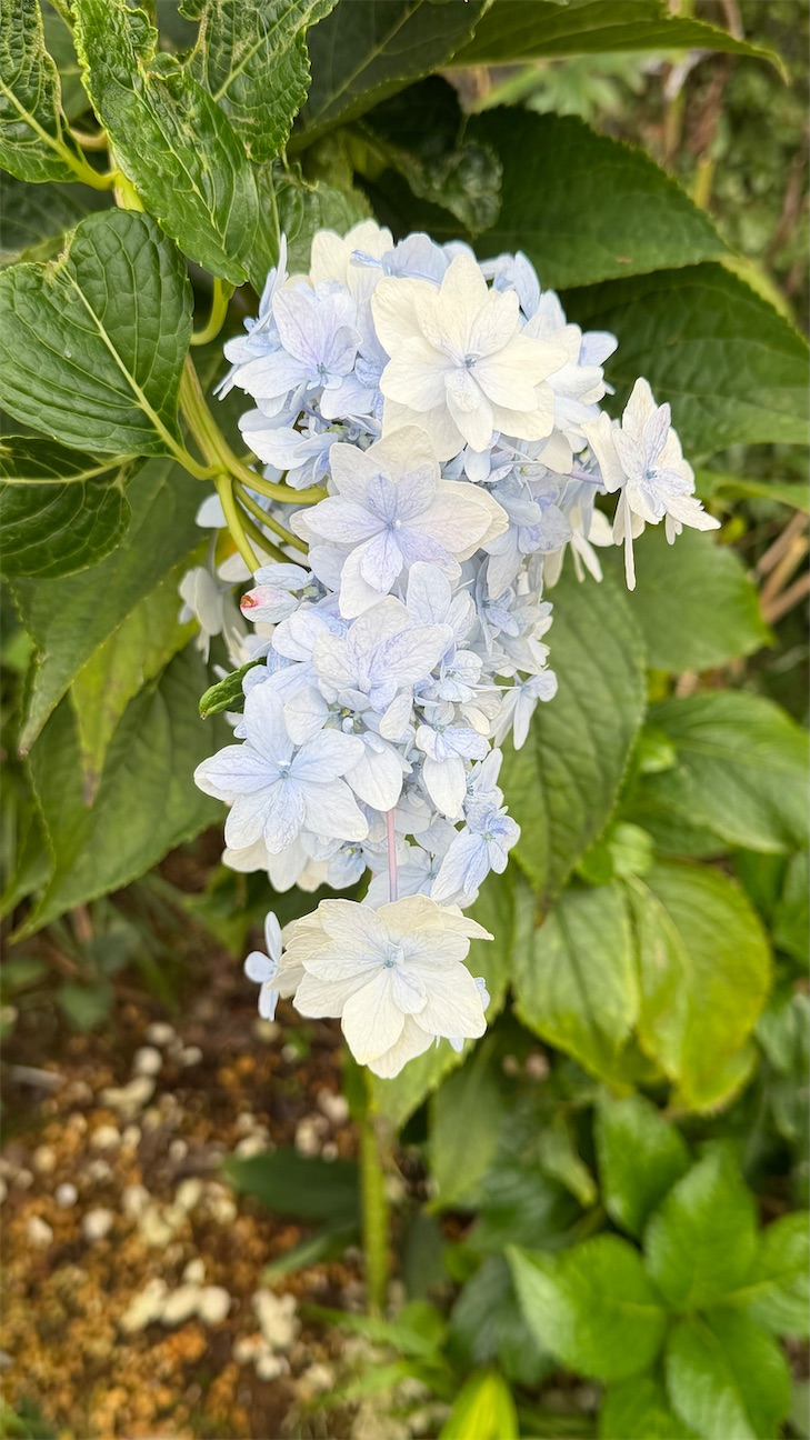 f:id:swnm8:20261005171351j:image f:id:swnm8:20261005171351j:image