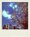 [POLADROID]