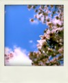 [POLADROID]