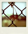 [POLADROID]