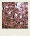 [POLADROID]