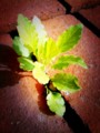 [iPhone3GS]