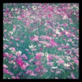 [iPhone3GS]