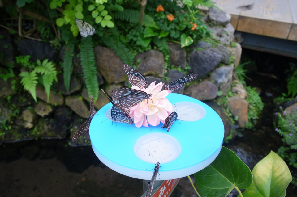 f:id:swordfish-002:20160620211612j:plain