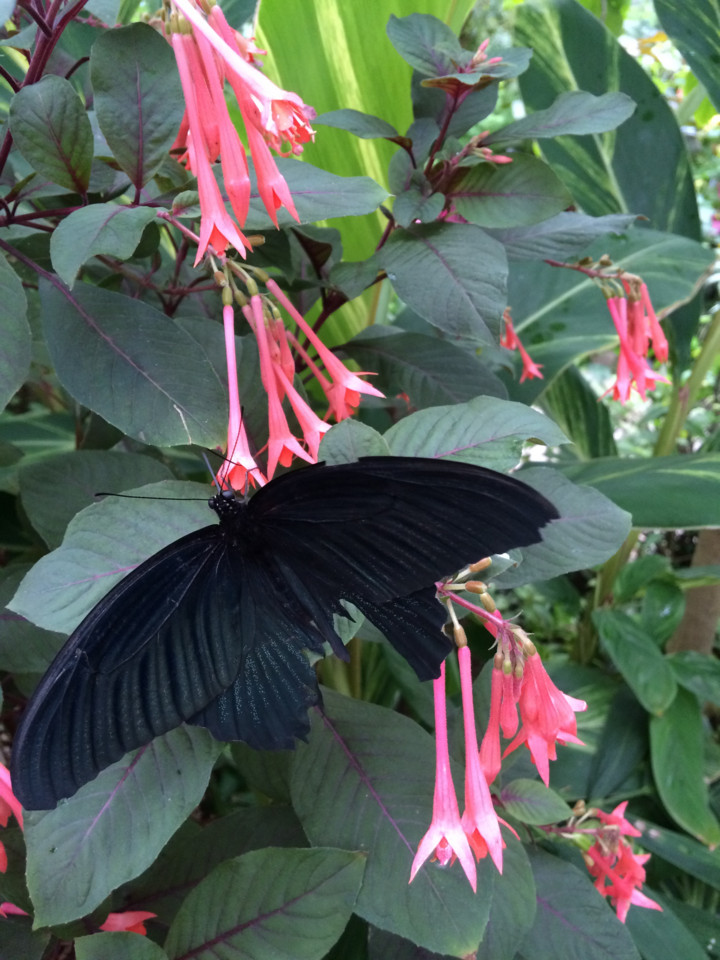f:id:swordfish-002:20160620213221j:plain