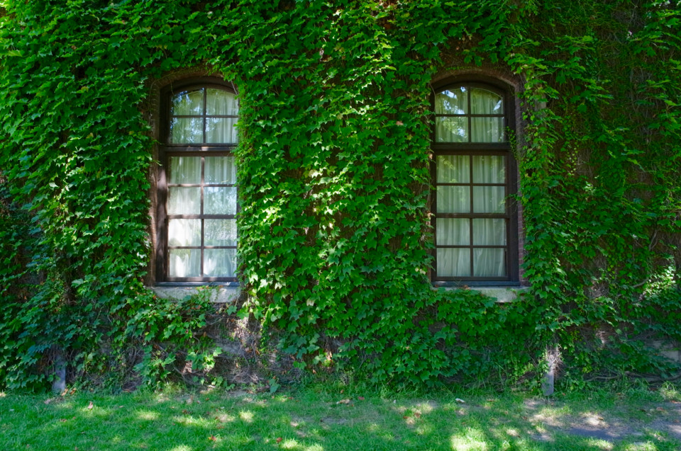 倉敷4 ツタの館 倉敷4 ツタの館