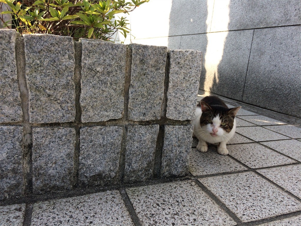 かくれんぼねこ