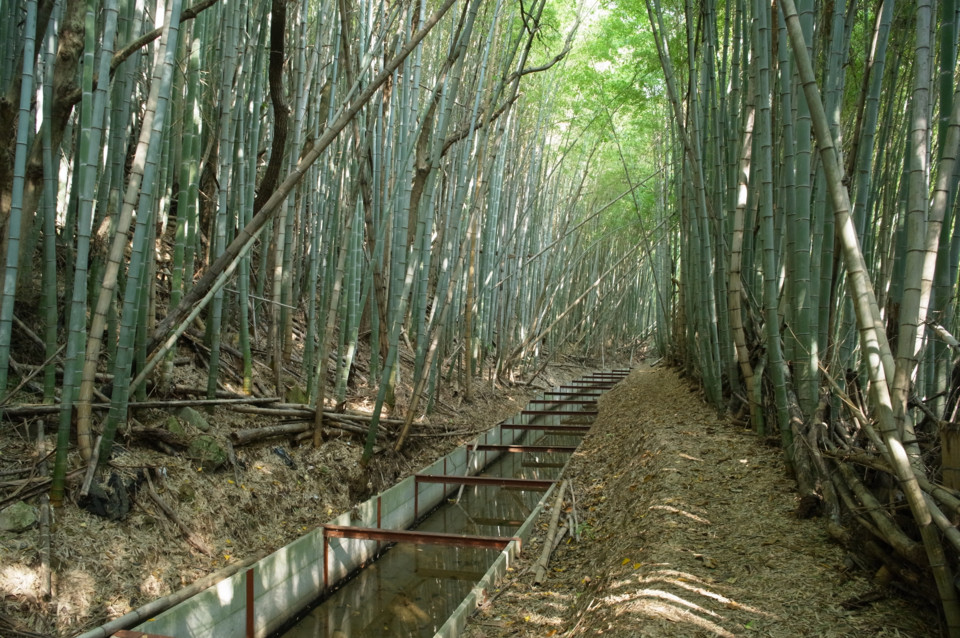 意外と整備されてる竹林