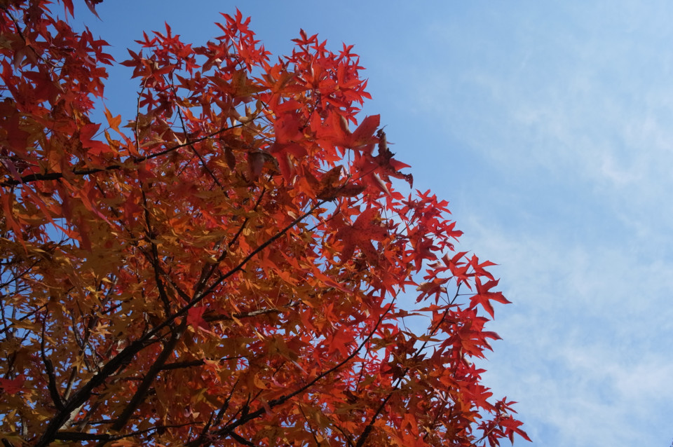 最後の紅葉