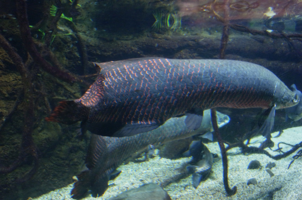 f:id:swordfish-002:20170204000133j:plain