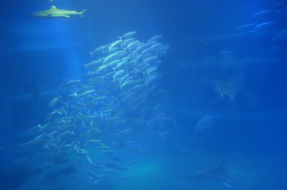f:id:swordfish-002:20170204000207j:plain