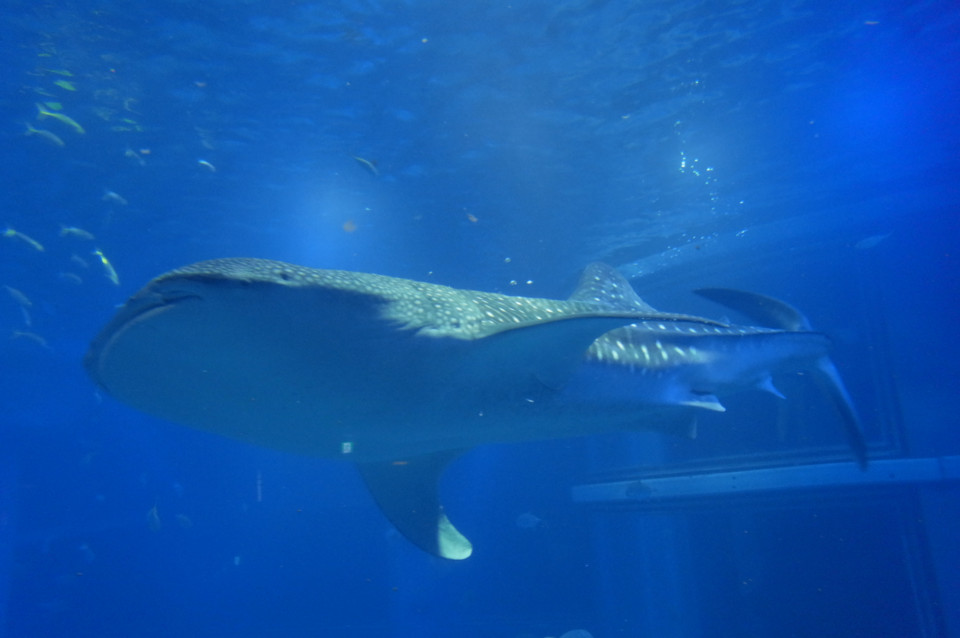f:id:swordfish-002:20170204000225j:plain