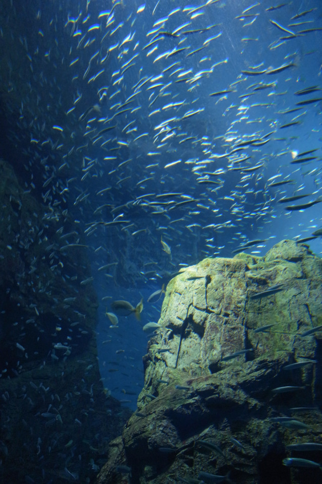 f:id:swordfish-002:20170204000231j:plain