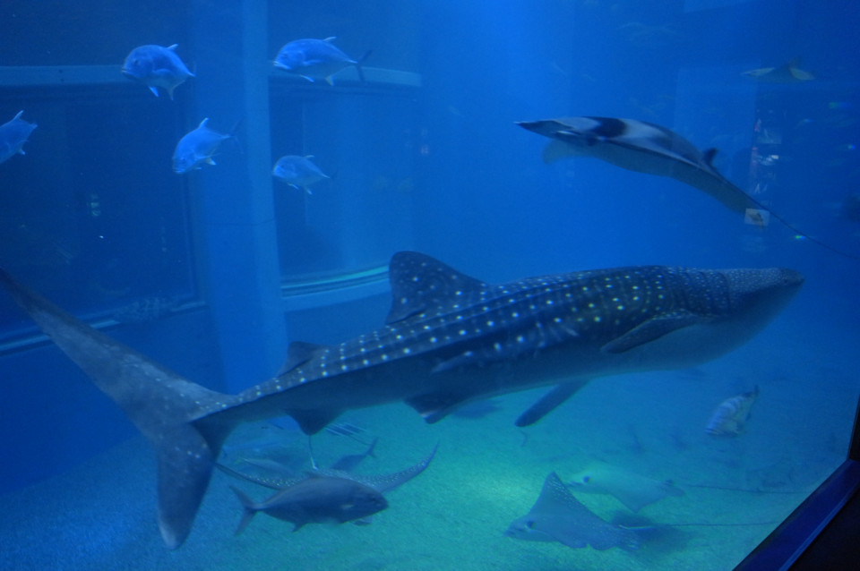 f:id:swordfish-002:20170204000233j:plain