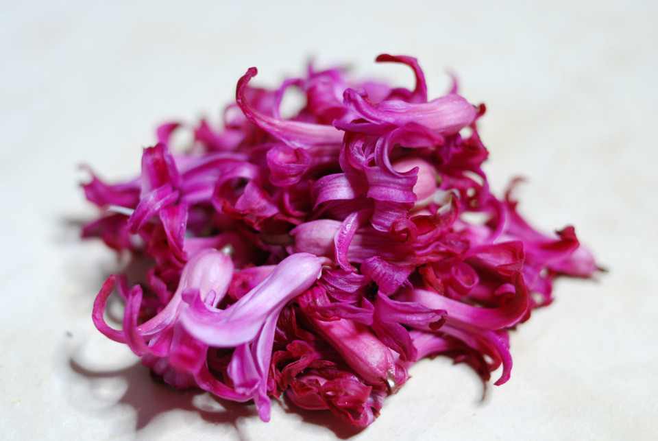 ヒヤシンス ヒヤシンス