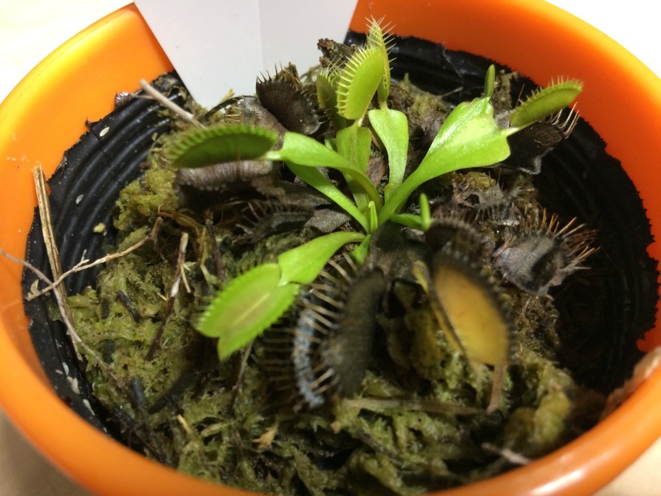 f:id:swordfish-002:20170708014314j:plain f:id:swordfish-002:20170708014314j:plain