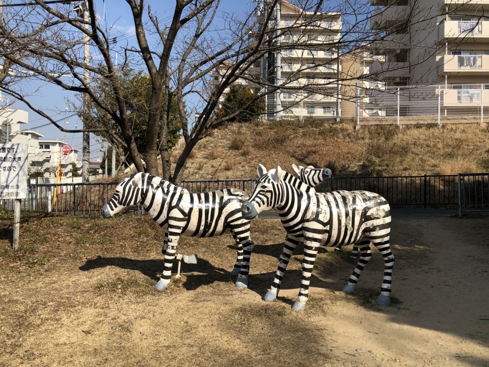 公園にいるシマウマたち