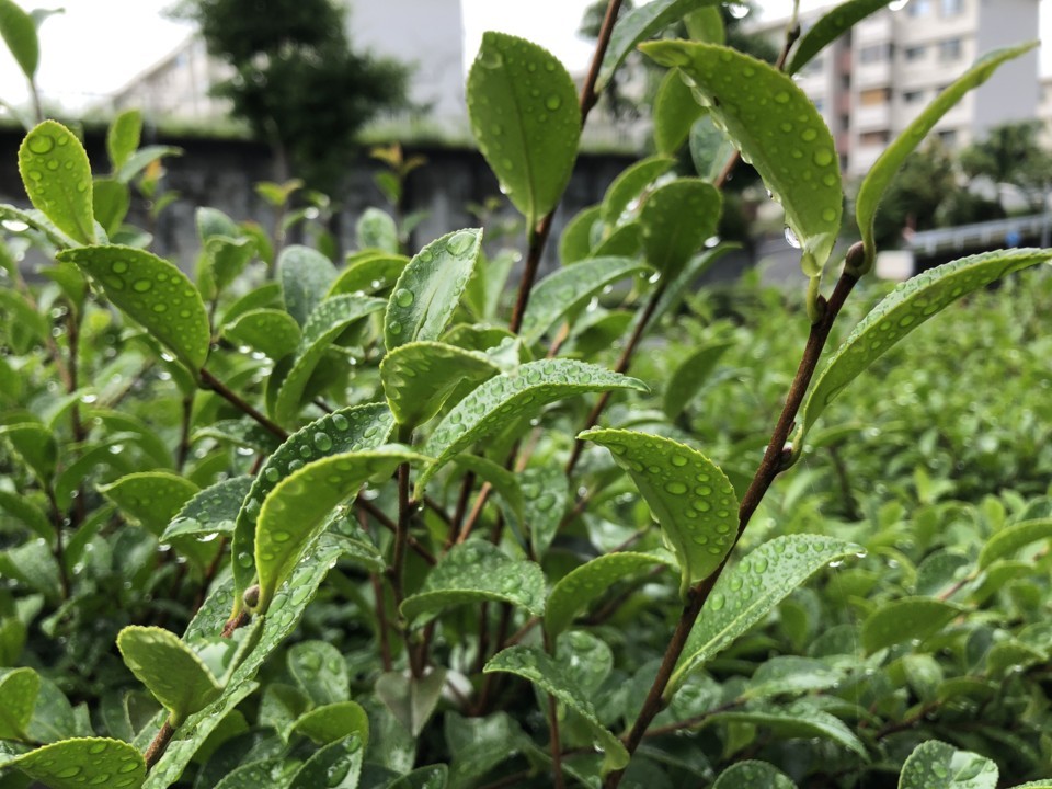 雨の木々 雨の木々