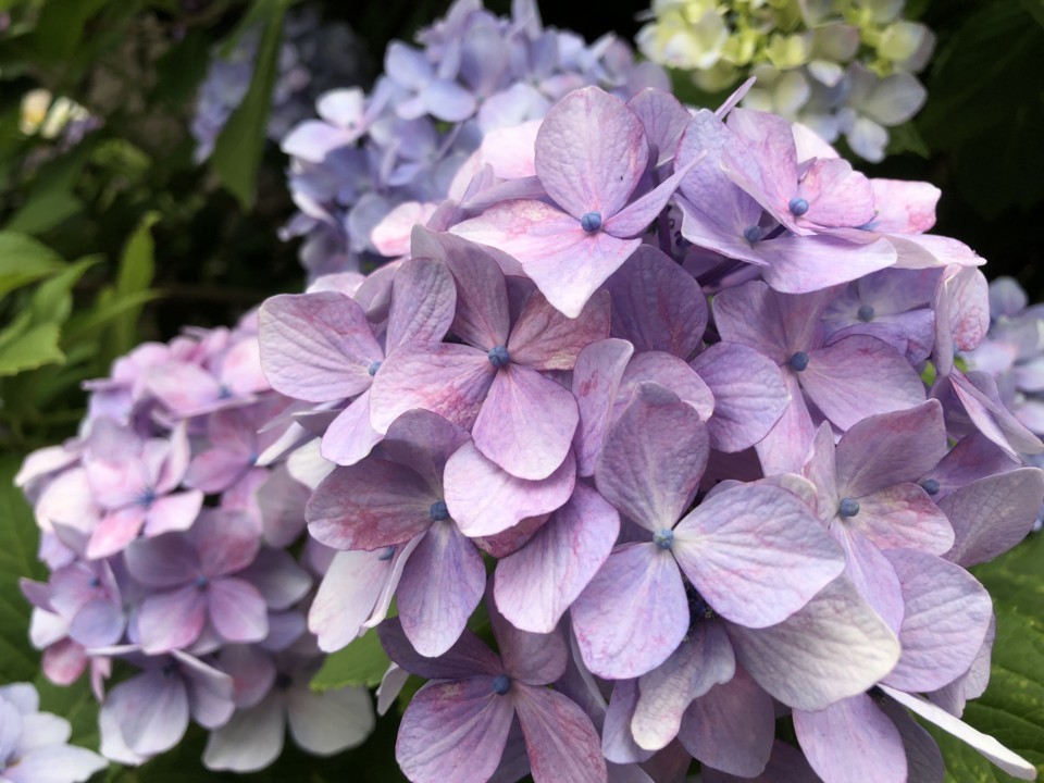 紫陽花 紫陽花